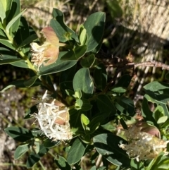 Pimelea ligustrina subsp. ciliata at Kosciuszko National Park, NSW - 21 Jan 2022 08:49 AM