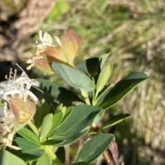 Pimelea ligustrina subsp. ciliata at Kosciuszko National Park, NSW - 21 Jan 2022 08:49 AM