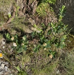 Pimelea ligustrina subsp. ciliata at Kosciuszko National Park, NSW - 21 Jan 2022