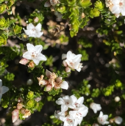 Epacris glacialis (Snow Heath) at Kosciuszko National Park, NSW - 21 Jan 2022 by NedJohnston