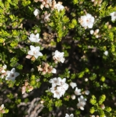 Epacris glacialis at Kosciuszko National Park, NSW - 21 Jan 2022 08:48 AM