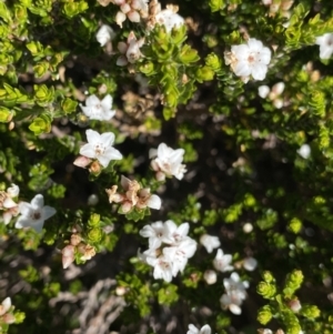 Epacris glacialis at Kosciuszko National Park, NSW - 21 Jan 2022 08:48 AM