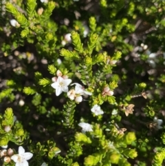 Epacris glacialis at Kosciuszko National Park, NSW - 21 Jan 2022 08:48 AM