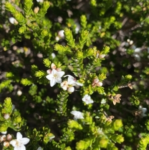 Epacris glacialis at Kosciuszko National Park, NSW - 21 Jan 2022 08:48 AM