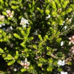 Epacris glacialis at Kosciuszko National Park, NSW - 21 Jan 2022 08:48 AM