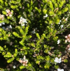 Epacris glacialis at Kosciuszko National Park, NSW - 21 Jan 2022 08:48 AM