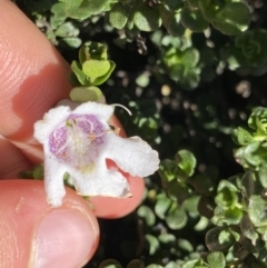 Prostanthera cuneata (Alpine Mint Bush) at Charlotte Pass - Kosciuszko NP - 20 Jan 2022 by Ned_Johnston