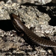Eulamprus tympanum (Southern Water Skink) at Kosciuszko National Park, NSW - 20 Jan 2022 by Ned_Johnston