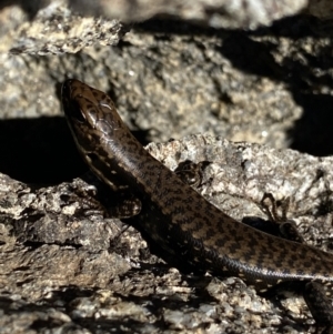 Eulamprus tympanum at Kosciuszko National Park, NSW - 21 Jan 2022 08:46 AM