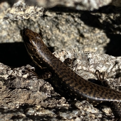 Eulamprus tympanum (Southern Water Skink) at Charlotte Pass - Kosciuszko NP - 20 Jan 2022 by Ned_Johnston