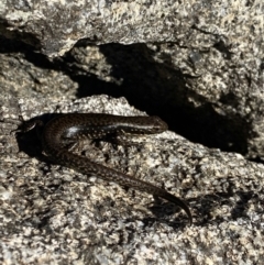 Eulamprus tympanum at Kosciuszko National Park, NSW - 21 Jan 2022 08:46 AM