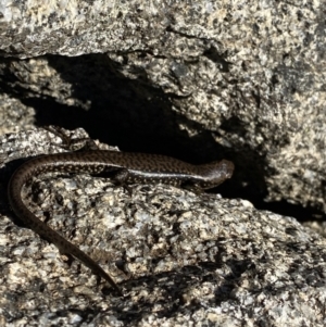 Eulamprus tympanum at Kosciuszko National Park, NSW - 21 Jan 2022 08:46 AM