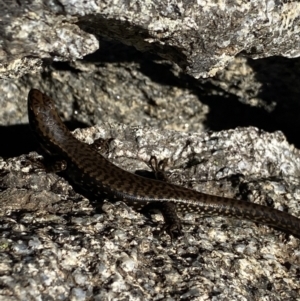 Eulamprus tympanum at Kosciuszko National Park, NSW - 21 Jan 2022