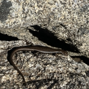 Eulamprus tympanum at Kosciuszko National Park, NSW - 21 Jan 2022 08:46 AM