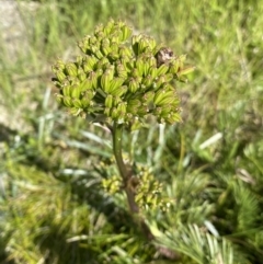 Aciphylla glacialis (Mountain Celery) at Charlotte Pass - Kosciuszko NP - 20 Jan 2022 by Ned_Johnston