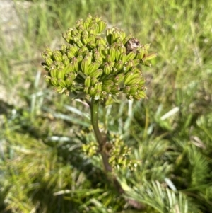 Aciphylla glacialis at Kosciuszko National Park, NSW - 21 Jan 2022