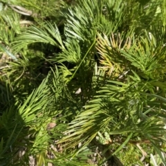 Aciphylla glacialis at Kosciuszko National Park, NSW - 21 Jan 2022