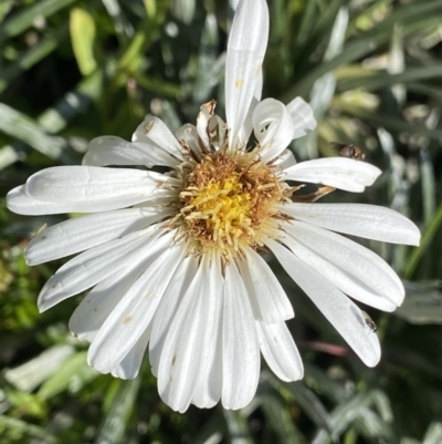 Celmisia costiniana (Costin's Snow Daisy) at Charlotte Pass - Kosciuszko NP - 20 Jan 2022 by Ned_Johnston