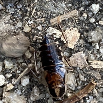 Johnrehnia australiae (Rehn's Cockroach) at Kosciuszko National Park - 20 Jan 2022 by NedJohnston