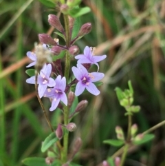 Mentha diemenica (Wild Mint, Slender Mint) at Lower Boro, NSW - 22 Jan 2022 by mcleana