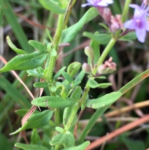 Mentha diemenica at Lower Boro, NSW - 22 Jan 2022