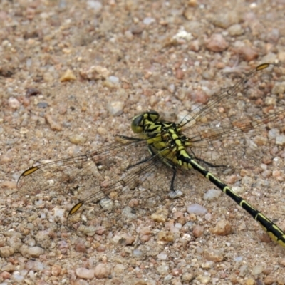 Austrogomphus guerini (Yellow-striped Hunter) at Booth, ACT - 20 Jan 2022 by DonFletcher