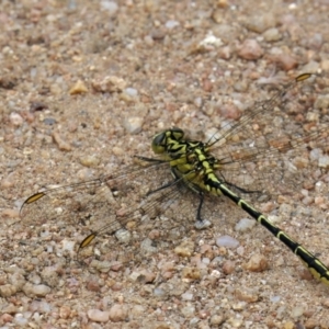 Austrogomphus guerini (Yellow-striped Hunter) at Booth, ACT by DonFletcher