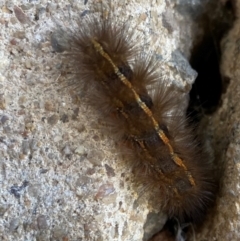 Ardices glatignyi (Black and White Tiger Moth (formerly Spilosoma)) at Kaleen, ACT - 31 Dec 2021 by Tammy