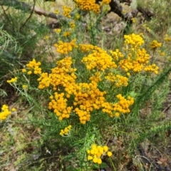 Chrysocephalum semipapposum (Clustered Everlasting) at Jerrabomberra, ACT - 24 Jan 2022 by Mike