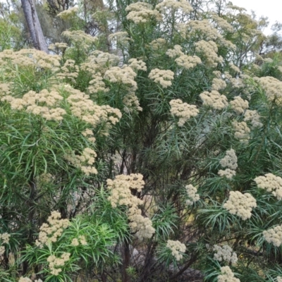 Cassinia longifolia (Shiny Cassinia, Cauliflower Bush) at Jerrabomberra, ACT - 25 Jan 2022 by Mike