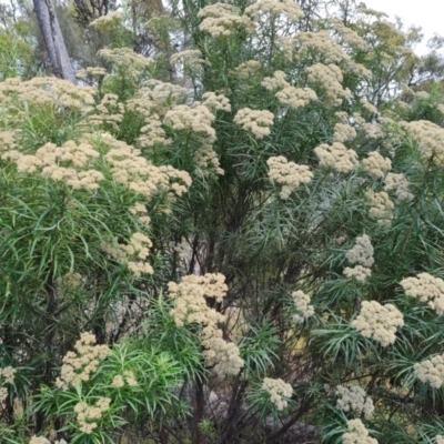 Cassinia longifolia (Shiny Cassinia, Cauliflower Bush) at Mount Mugga Mugga - 24 Jan 2022 by Mike