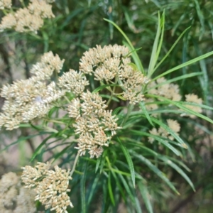 Cassinia longifolia at Jerrabomberra, ACT - 25 Jan 2022