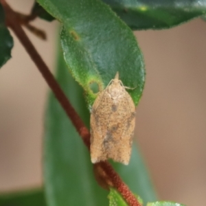 Epiphyas postvittana (Light Brown Apple Moth) at Cook, ACT by Tammy