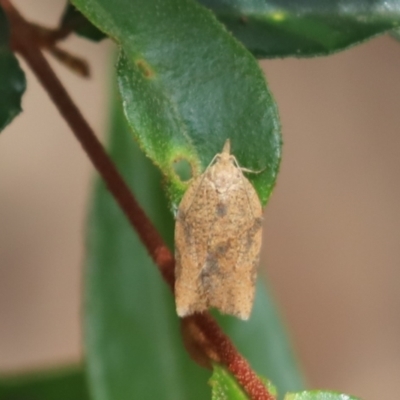 Epiphyas postvittana (Light Brown Apple Moth) at Cook, ACT - 15 Dec 2021 by Tammy