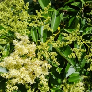 Ligustrum lucidum at Jerrabomberra, ACT - 25 Jan 2022 10:31 AM