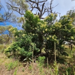 Ligustrum lucidum at Jerrabomberra, ACT - 25 Jan 2022 10:31 AM