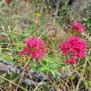 Centranthus ruber (Red Valerian, Kiss-me-quick, Jupiter's Beard) at Jerrabomberra, ACT by Mike