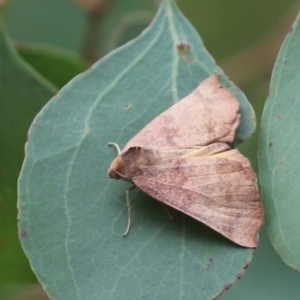 Mnesampela privata (Autumn Gum Moth) at Cook, ACT by Tammy