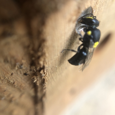 Hylaeus (Euprosopis) honestus (A hylaeine colletid bee) at Belconnen, ACT - 25 Jan 2022 by Dora