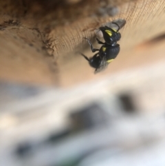 Hylaeus (Euprosopis) honestus at Belconnen, ACT - 25 Jan 2022