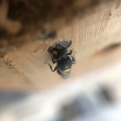 Hylaeus (Euprosopis) honestus at Belconnen, ACT - 25 Jan 2022