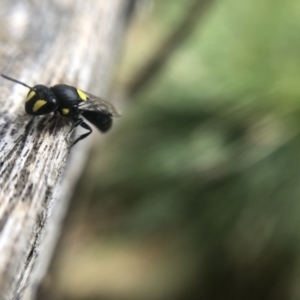 Hylaeus (Euprosopis) honestus at Belconnen, ACT - 25 Jan 2022