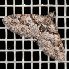 Phrissogonus laticostata (Apple looper moth) at Kambah, ACT - 25 Jan 2022 by Marthijn