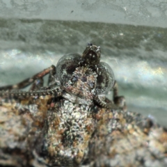 Phrissogonus laticostata at Kambah, ACT - 25 Jan 2022 10:05 AM