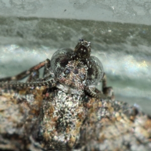 Phrissogonus laticostata at Kambah, ACT - 25 Jan 2022