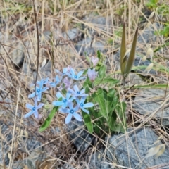 Oxypetalum coeruleum (Tweedia or Southern Star) at Symonston, ACT - 25 Jan 2022 by Mike