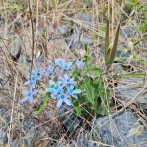 Oxypetalum coeruleum at Symonston, ACT - 25 Jan 2022