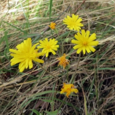 Microseris walteri at Molonglo Valley, ACT - 24 Jan 2022 by sangio7