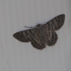 Crypsiphona ocultaria (Red-lined Looper Moth) at Cook, ACT - 16 Mar 2021 by Tammy