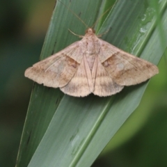 Mocis trifasciata (An Erebid moth (Erebinae)) at Julatten, QLD - 1 Jul 2021 by Tammy
